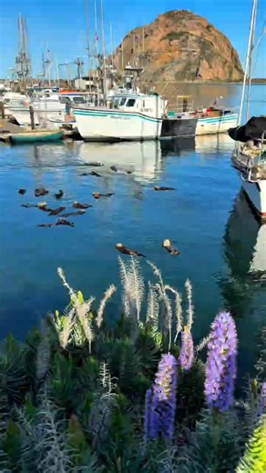 They Came for Otters… Then Found a Whole Raft Floating 🦦⛵ #shorts