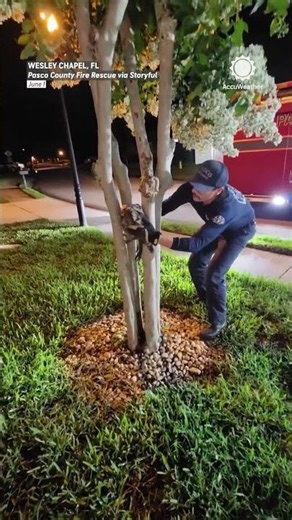 Firefighter saves owl trapped in tree
