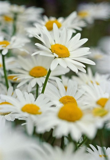 Are Daisies Perennials or Annuals? Plus, the Best 7 Daisies to Grow