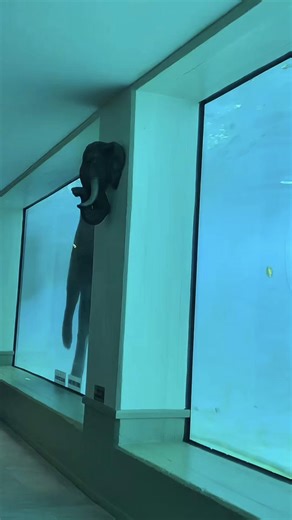 Understanding Elephants Underwater Behavior