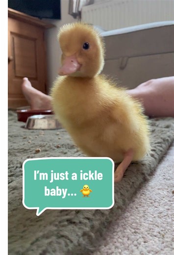 Say Hello to ickle baby Olive, the cheekiest of all the ducks! #ducks #duck #ducksoftiktok #petduck #pet