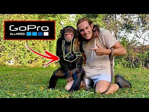 I Strapped a GoPro On a Chimpanzee
