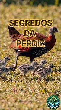 Perdiz: A Ave que Quase Não Voa #aves #faunabrasileira