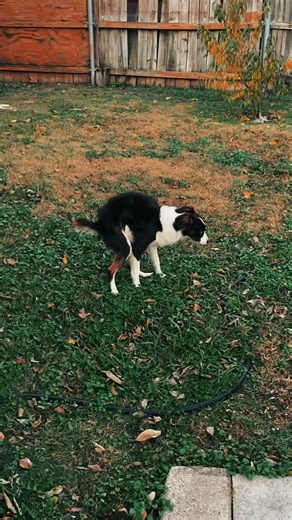 Do Dogs Walk Forward While Pooping?