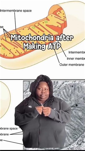 Mitochondria After Making ATP