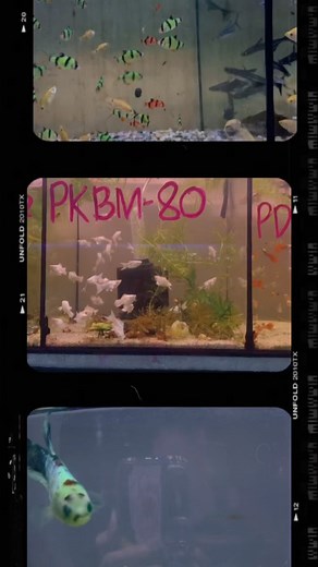 33 reactions · 4 comments | Super init! Even these fish need their own personal AC掠☀️ | Fish Hub | Facebook