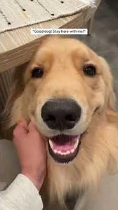 Man found an abandoned dog on the side of the road and adopted it #animal363#animalsoftiktok#animall