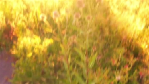 Digital Video Editing Techniques Using After Effects