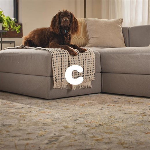 With Chewy, get your pet's mealtime match delivered fast. Any need for any breed at a price you'll love. | Chewy