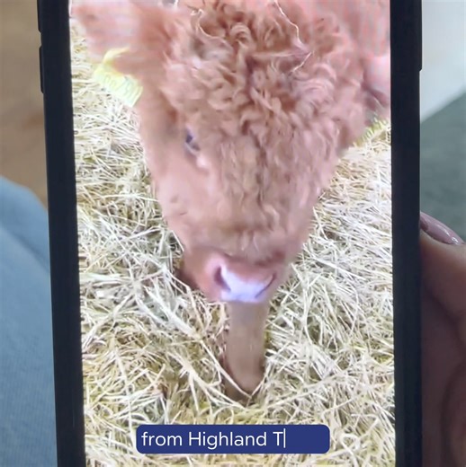 Adopt your very own Highland Cow today! 🐮 Your donation directly contributes to the costs of looking after the cows, who live at the Highland Titles Nature Reserve. Plus you'll get updates, photos and videos of your cow and even your own virtual cow! | Highland Titles