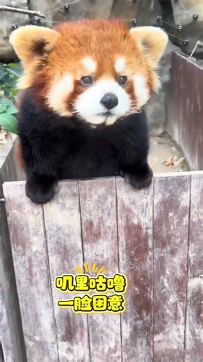 Morning Equality: Xixi's 8 AM Wake-Up Call