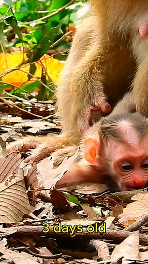 8.4K views · 129 reactions | World Comedy on Reels | Facebook