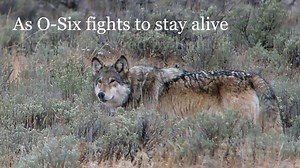 Watch American Wolf&colon; A True Story of Survival and Obsession in the West on Amazon Live