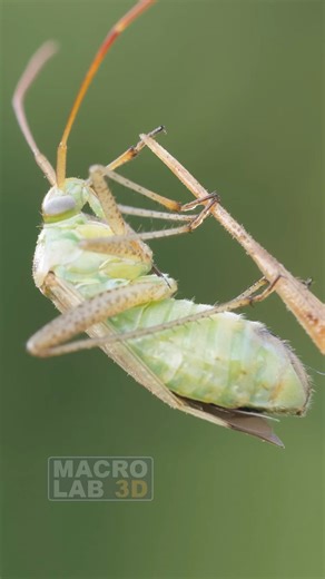 Alfalfa Plant Bug
