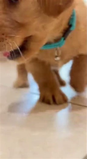 Baby pup sniffs camera🥹💕