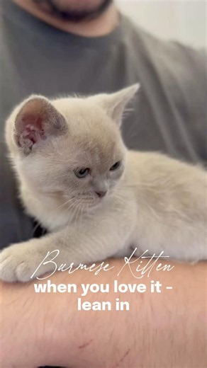 Lilac Burmese kitten knows what he likes - calm, cuddly, sweet #cutecat #cuddly #best #aussie