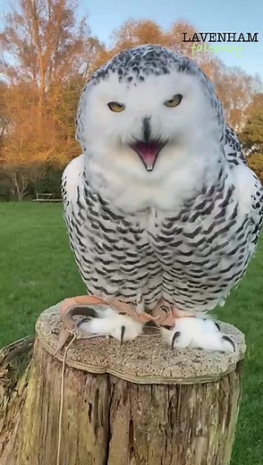 Meet Nyla the Snowy Owl at Lavenham Falconry