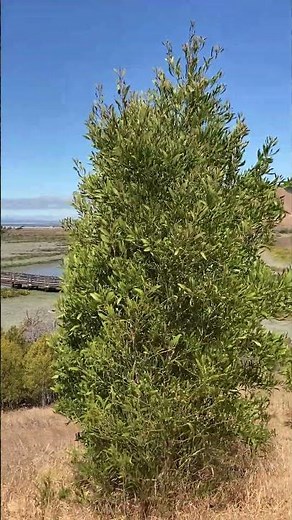 Stunning! Marshlands of Fremont ! Bay Area CALIFORNIA | USA Walking Tour COYOTE HILLS REGIONAL PARK