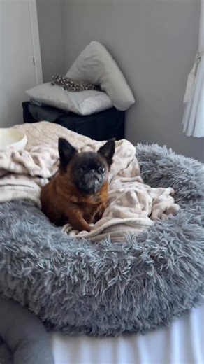 Dottie’s thoughts when she’s told that grumpy little Griffons still don’t get second dinners … 😤🍗 Did you catch that tiny eye twitch of annoyance ?😳😅. #griffon #puppy #dog #dottiethedwarf #dogsofinsta #funnypets #cutedogs #dogoftheday #dogsincostumes #funnydogs #cute #cutedog #toydog #smalldog #smalldoglife #adopted #rescuedog #ilovemyrescuedog #dogsofinstagram #dogmom #fogdsd #dogreels #funny #pets #funnypets #petreel #newzeland #grumpygriffons #griffonsofinstagram #griffonbruxellois | Dott