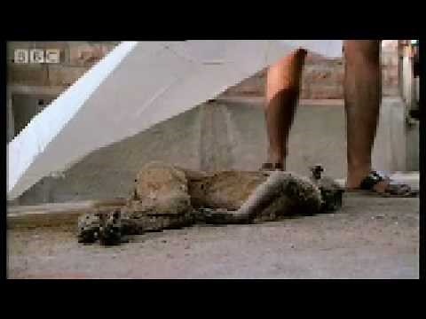 Baby monkey funeral - Monkey Warriors - BBC animals