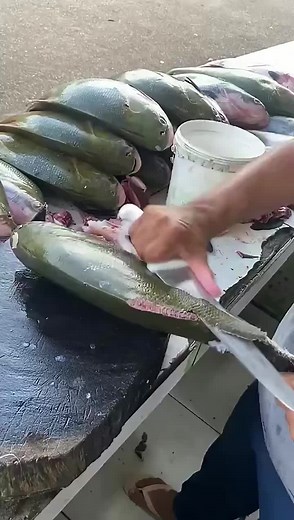 Filleting a Large Greenish-Gray Fish Outdoors