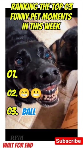 Ranking the top 03 funny pet moments #ranking #funny #shorts