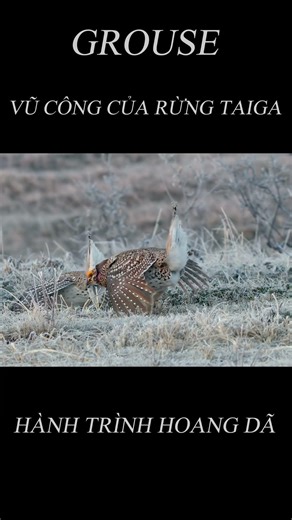 GROUSE - DANCERS OF THE TAIGA | Exploring the World of Wild Animals.