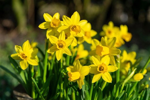 Fife estate hosts Scotland’s daffodil festival weekend