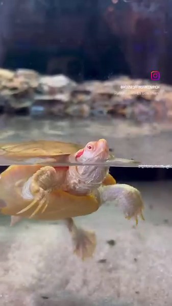 Introducing the Albino Red Eared Slider Turtles and their fabulous nail game! 💅🐢 These turtles take claw fashion to a whole new level, rocking their sharp and stylish nails!! Whether they’re digging for food or making a fashion statement, these claws are always on point! (Don’t worry, he won’t be able to claw his way out of your aquarium!) | House of Fins