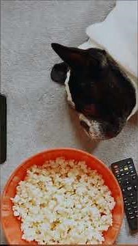 Living a Dream 2026 – Me T x sMV #shorts short Music Videos #music #musicvideos