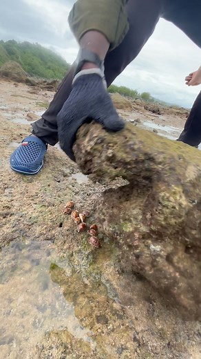 Mini Tiger Cowrie Shell || Kadal Shobi #shell #tigercowrie #shobi #kadalshobi #sea #lowtide #islandvibes #andaman #island #islandtamilan #tamilreels #instagram | Islandtamilan Sk
