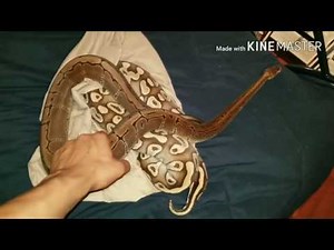 Unboxing 3 adult females ball pythons morphs from designer ball pythons