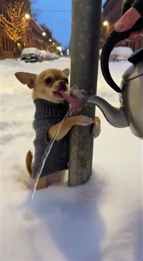 Classic winter mistake 🥶#funny #cute