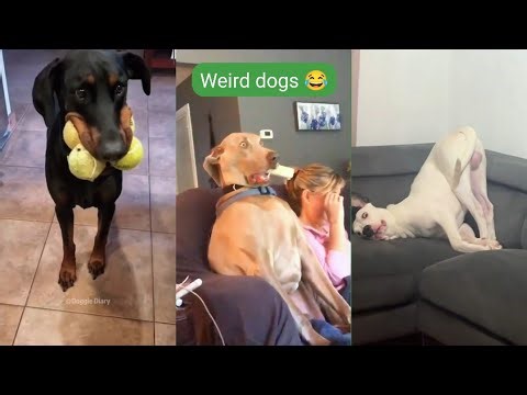 Dogs Being Weird and Hilarious 🤣
