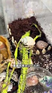 各位云养人，寄居蟹最新情况汇报 #寄居蟹 #寄居蟹日常 #爬宠 #宠物出道计划 #小众宠物