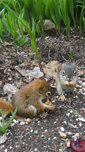 Rencontre avec des bébés écureuils roux #cute #animals #rescue
