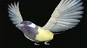 Watch Evolve Season 1 Episode 6 - Flight