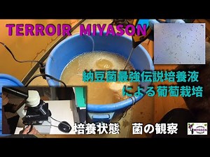 【2023年】納豆菌培養液作り