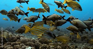 Close up of Maori Snapper and Bluelined Snapper fish in the Pacific Ocean. Underwater life with shoal of tropical fish moving in the water. Diving in the clear water - 4K