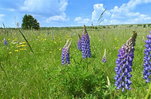 Schutz der Natur: Lupine soll sich nicht weiter ausbreiten - inSüdthüringen