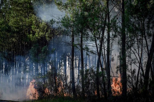 Origines, répartition, conséquences : visualisez l’évolution des feux de forêts en France