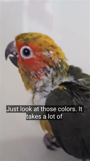 Cutest Sun Conure Preening Session Ever!