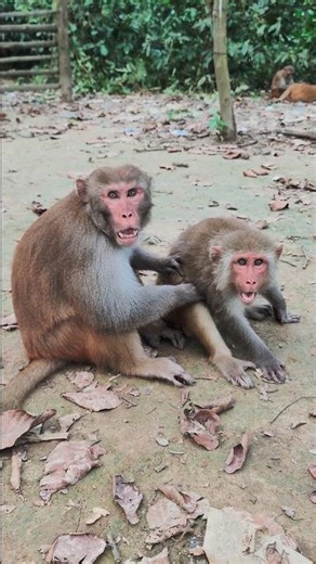 The Two Monkeys Got Angry When They Saw Me! 😠🐒 | Funny & Emotional Wildlife Reaction 4K