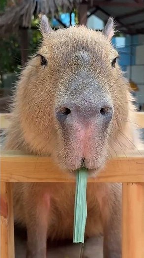 Let's Enjoy These Capybaras' Immersive Eating #cute