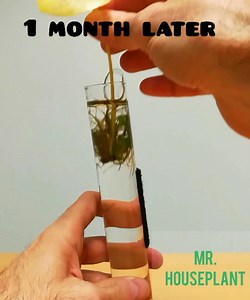 4.5K views · 270 reactions | I propagate pileas from single leaves by...