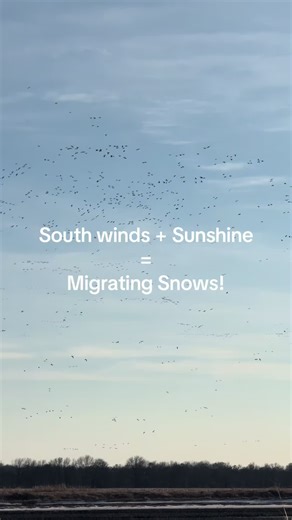 Spring Conservation Season for Migrating Waterfowl