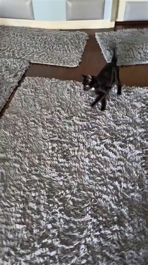 Elvis Westley | Factory settings are boring ❤️ If you're new here: Elvis was born with Cerebellar Hypoplasia aka Wobbly Cat syndrome. It's not... | Instagram