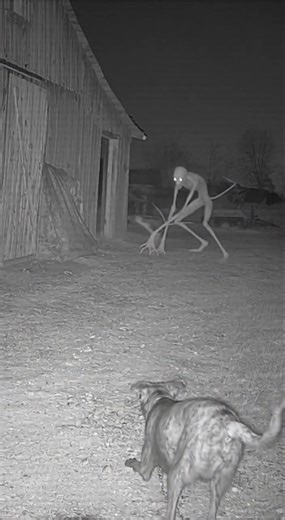 Slender Cryptid Attacks My Guard Dog 😱🐕‍🦺 (Real Footage)