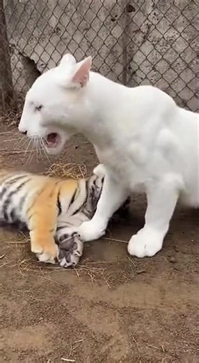 OMG 😳 | Crazy Tiger attack on Albino Puma 😤🤪😜 #tiger