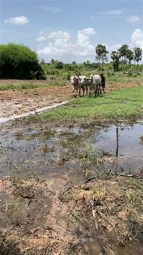 Plow, cow, plow 2 🇺🇸 | Piseth Roza